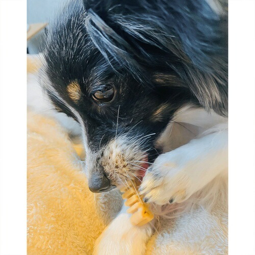 フォーキャンス