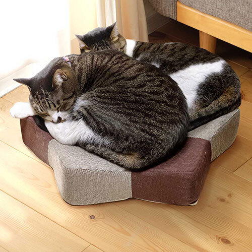 ガリぼろスター