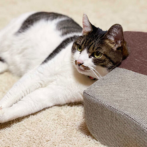 ガリぼろスター