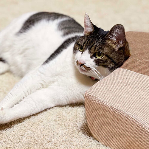 ガリぼろスター