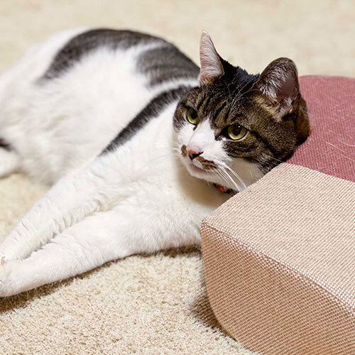 ガリぼろスター