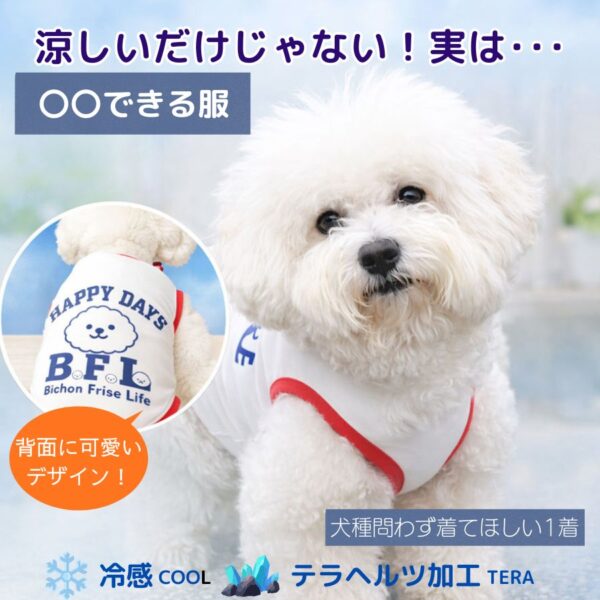 2026sp_tera_bichon_tk